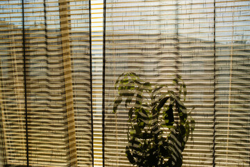 Light filtering through sheer curtains highlights a potted plant in a Swedish home on a sunny morning