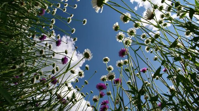 Static POV shot from the ground looking up through tall grass and wildflowers at a bright blue sky with soft white clouds.  