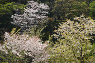 山の桜