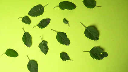 Holy basil, tulasi or tulsi, is an aromatic perennial plant in the family Lamiaceae.Tulsi is kept on earthenware.Is also known as Ayurvedic Tulsi (Queen of herbs).
