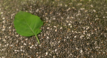 Holy basil, tulasi or tulsi, is an aromatic perennial plant in the family Lamiaceae.Tulsi is kept...