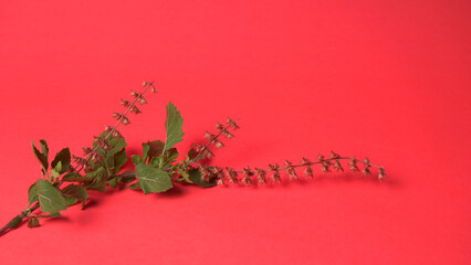 Holy basil, tulasi or tulsi, is an aromatic perennial plant in the family Lamiaceae.Tulsi is kept...