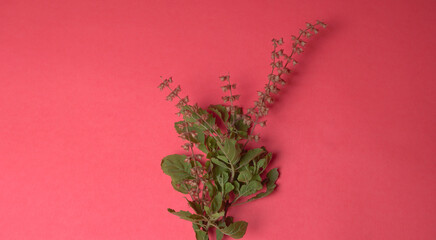 Holy basil, tulasi or tulsi, is an aromatic perennial plant in the family Lamiaceae.Tulsi is kept on earthenware.Is also known as Ayurvedic Tulsi (Queen of herbs).
