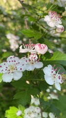 Close-up of Delicate White Hawthorn Flowers with Pink Stamens.