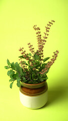 Holy basil, tulasi or tulsi, is an aromatic perennial plant in the family Lamiaceae.Tulsi is kept on earthenware.Is also known as Ayurvedic Tulsi (Queen of herbs).