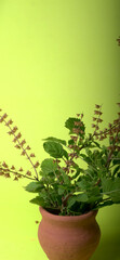 Holy basil, tulasi or tulsi, is an aromatic perennial plant in the family Lamiaceae.Tulsi is kept on earthenware.Is also known as Ayurvedic Tulsi (Queen of herbs).