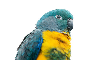 Naklejka premium Small parrot with vivid feathers perched sideways, white background