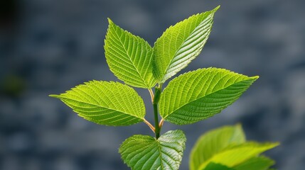 Fototapeta na wymiar Natural light highlighting green leaves on a young tree, representing early growth.