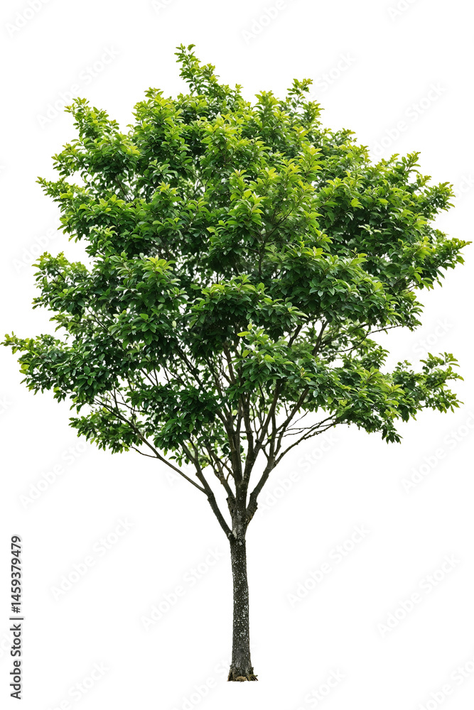 Poster isolated green tree with slender trunk and symmetrical leafy canopy on transparent background, perfe