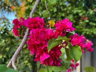pink and white flowers 