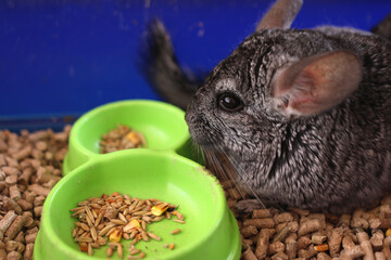 People care for and play with chinchillas.