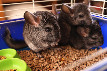 People care for and play with chinchillas.