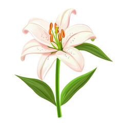 elegant white lily flower bloom
