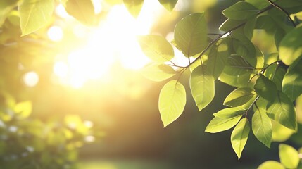 Obraz premium green leaves in sunlight