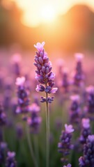 Obraz premium Sunset blooms of lavender flowers