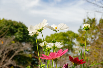 青空の下に咲く白と赤のコスモス
