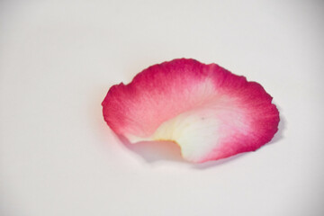 薔薇の花びら