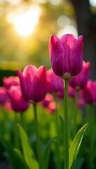 Obraz premium Close up of purple tulip flowers opening up under the sun in botanical garden, close up, park