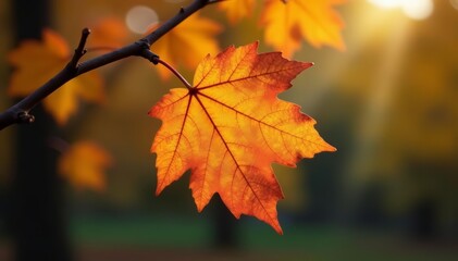 Fototapeta premium Close-up of single dry autumn leaf caught on branch, nature, autumn, dry leaf