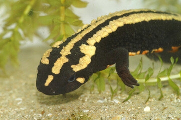 Closeup on an colorful adult of the endagered Laos warty newt, Paramesotriton laoensis