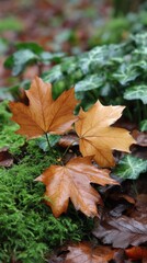Golden autumn maple leaves lie on vibrant moss and ivy ground cover on a damp forest floor.