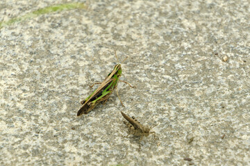 石の上のバッタの親子