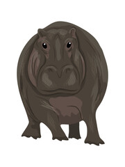 African hippopotamus front view. Realistic vector animal