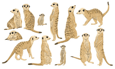 Set of meerkats Suricata suricatta and their babies in different poses. Realistic vector animal suricate.