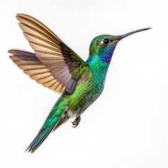 Obraz premium hummingbird on a branch