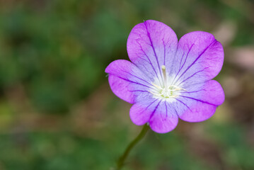 Fototapeta premium medicinal herbs, medicinal flowers photos