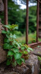 Young plant growing on a weathered stone wall with rusty metal bars and lush green foliage beyond in a natural outdoor setting