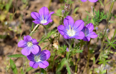 Fototapeta premium medicinal herbs, medicinal flowers photos