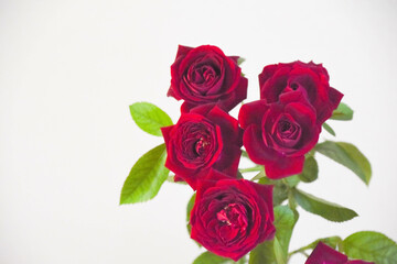 赤い薔薇