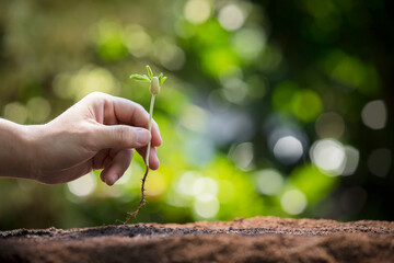 A hand planting a young seedling in soil, symbolizing environmental care, sustainability, and growth in nature.