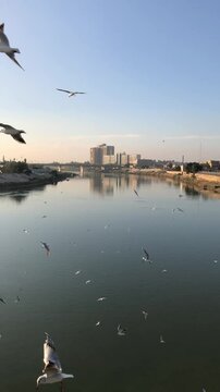 seagulls over Tigris River in baghdad iraq