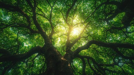 Fototapeta premium Lush canopy of a mighty tree