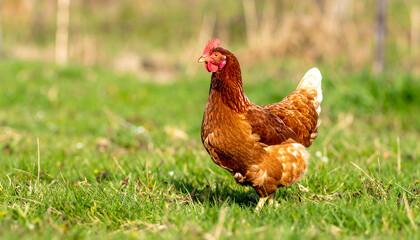 Fototapeta premium happy free range chicken in the meadow