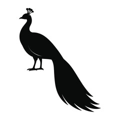Elegant Black Peacock Silhouette. vector illustration 