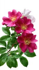 Fototapeta premium Elegant floral arrangement featuring vibrant magenta dog rose flowers and lush green leaves on a clean white backdrop