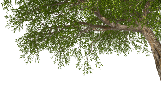 Foreground bigger trees branches shade isolated transparent backgrounds 3d render png