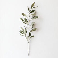 Fototapeta premium Light green branch with leaves against a white background. A simple, elegant arrangement of foliage
