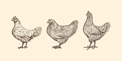 Hen chicken sketch outline illustration set. Farm chicken doodle drawing in engraving style. Hand drawn vector line art clipart isolated