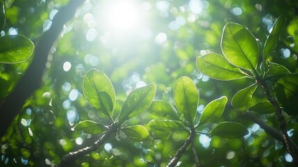 Lush green foliage, sunlight filtering through leaves