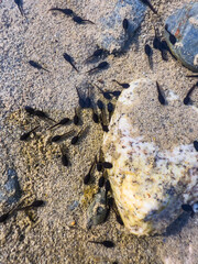 little tadpoles swimming in the pond