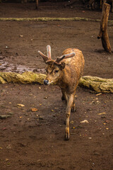 Peaceful Deer Inside Zoo Enclosure on a Sunny Day