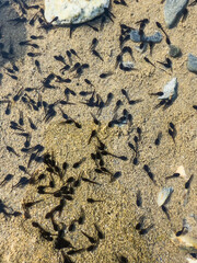 little tadpoles in the pond