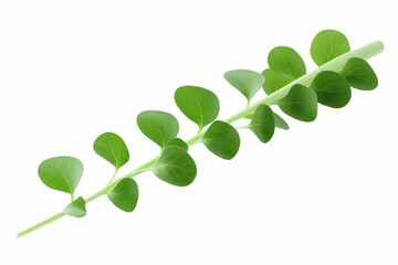 Fototapeta premium Fresh green plant leaf on a white background displaying vivid color