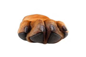 Close Up Paw Showing Texture and Detail, Animal Theme