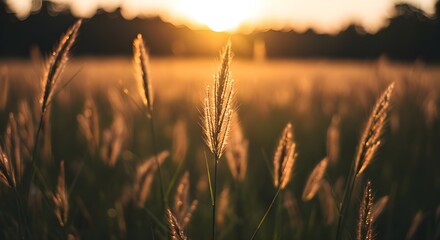 Hierba silvestre en el bosque al atardecer. Imagen macro, poca profundidad de campo. Fondo abstracto de naturaleza veraniega. Filtro vintage.
