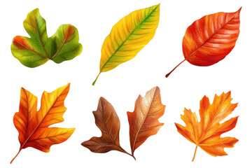 Colorful Autumn Leaves Spread Fall Season and Botanical Illustration